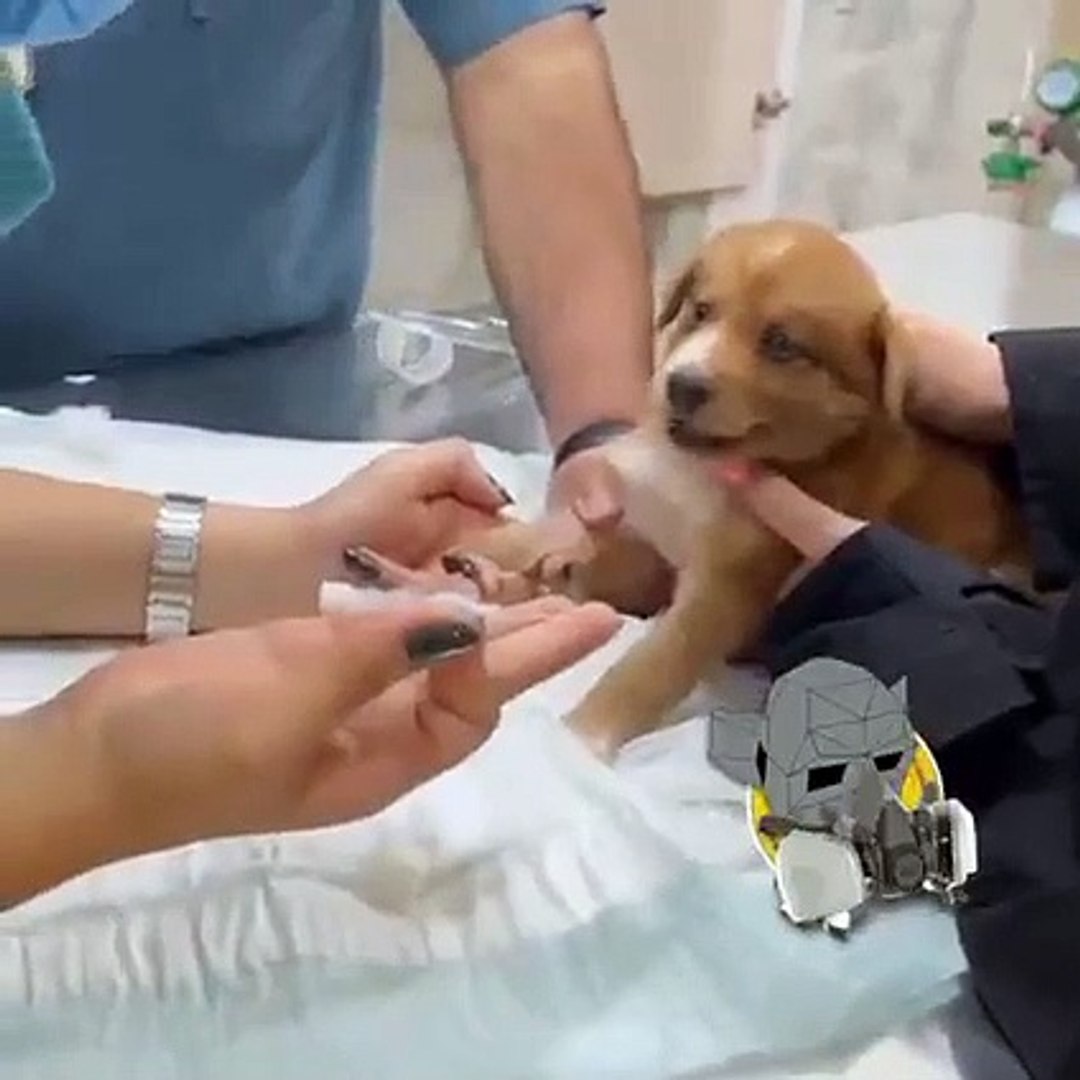 Video del 'perro más dramático del mundo' enterneció a cientos de  internautas - Vídeo Dailymotion