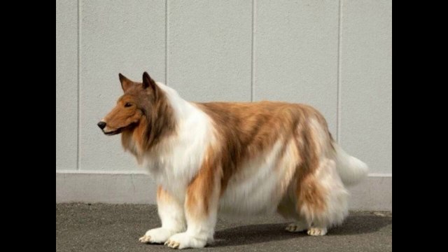 Japanese Man Spends 12 Lakh To Become A Dog - man become dog - strange wish of Japanese DOG man