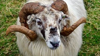 Sheep sentenced to three years in prison in jail for killing a woman  - facts with me