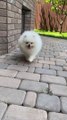 So cute puppies|beautiful puppy videos||funny videos||funny puppies video