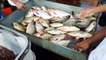 Biggest fish Sale Market of south Asia || Amazing fish Bazar