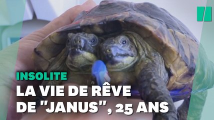 Janus, une tortue à deux têtes fête ses 25 ans, un record