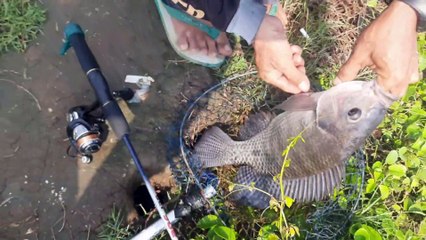 TILAPIA ALBINO..YESSS...!!I GEET IT