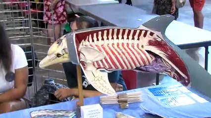 Forum des associations à Martigues : une rentrée "primordi'Halle"