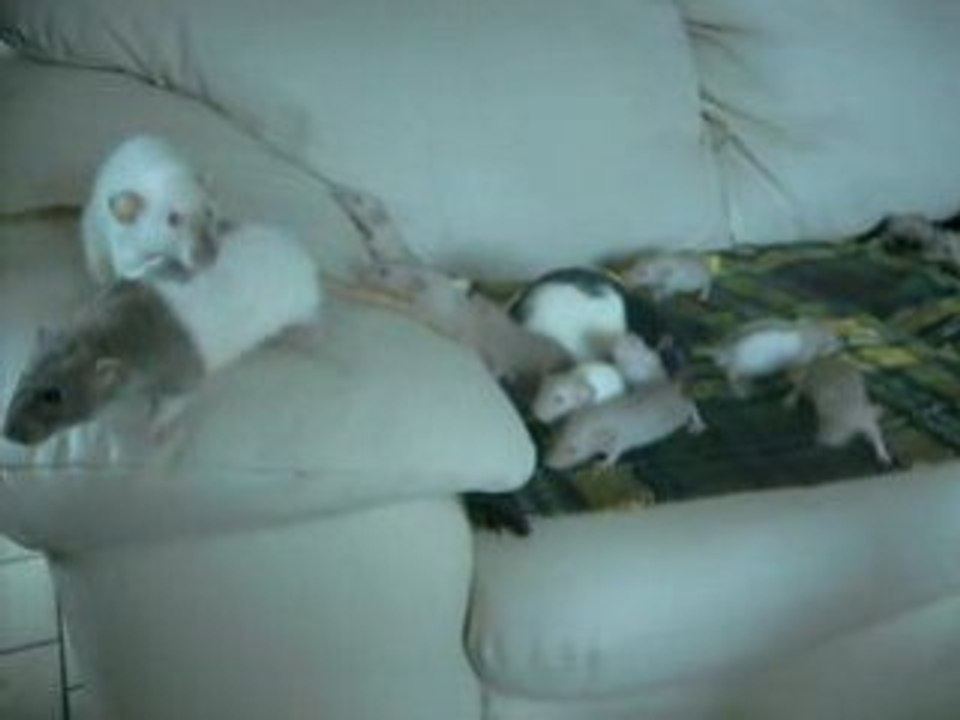 Les bibous de Isis en sortie avec tata Louna et Athéna