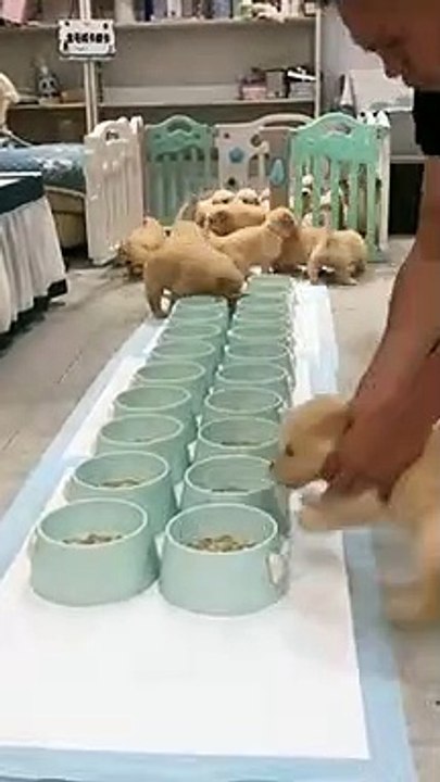 Feed Time | Cute Puppies 