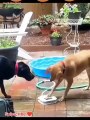 Funny Dog videos| Best of these amazing funny #trend #viral #viralvideo #like #funny #funnyvideo