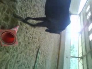 Speed dans le manège