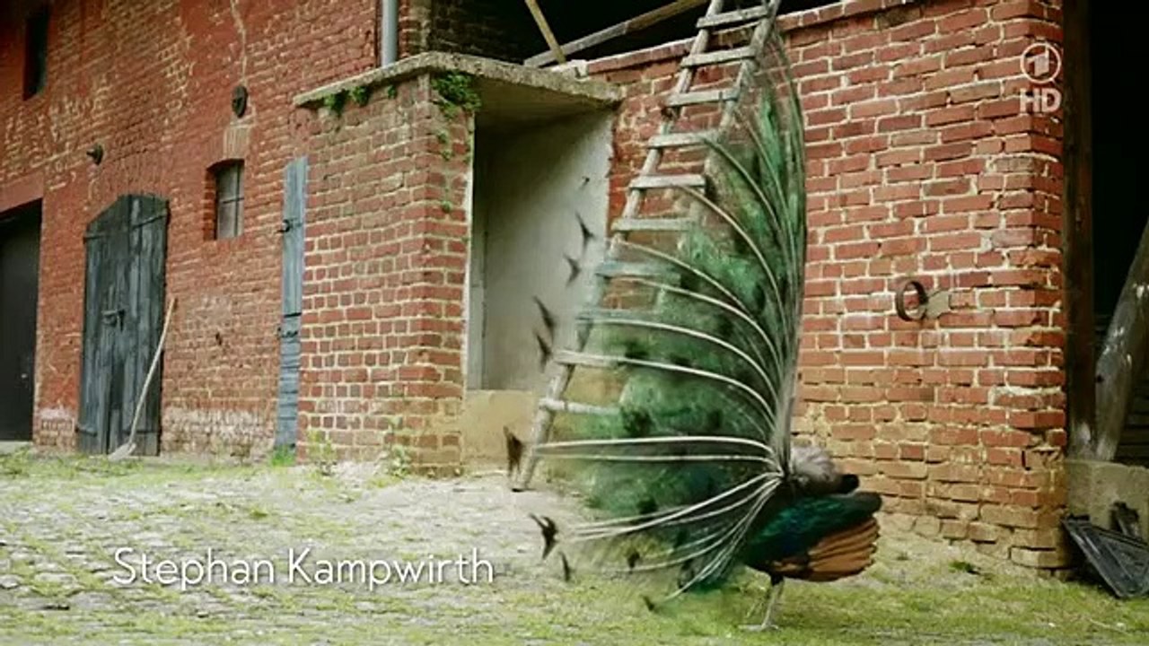 Tatort Staffel 42 Folge 30 - Part 01 HD Deutsch