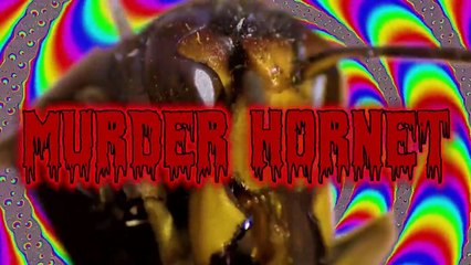 Ozzy Man Reviews Murder Hornets