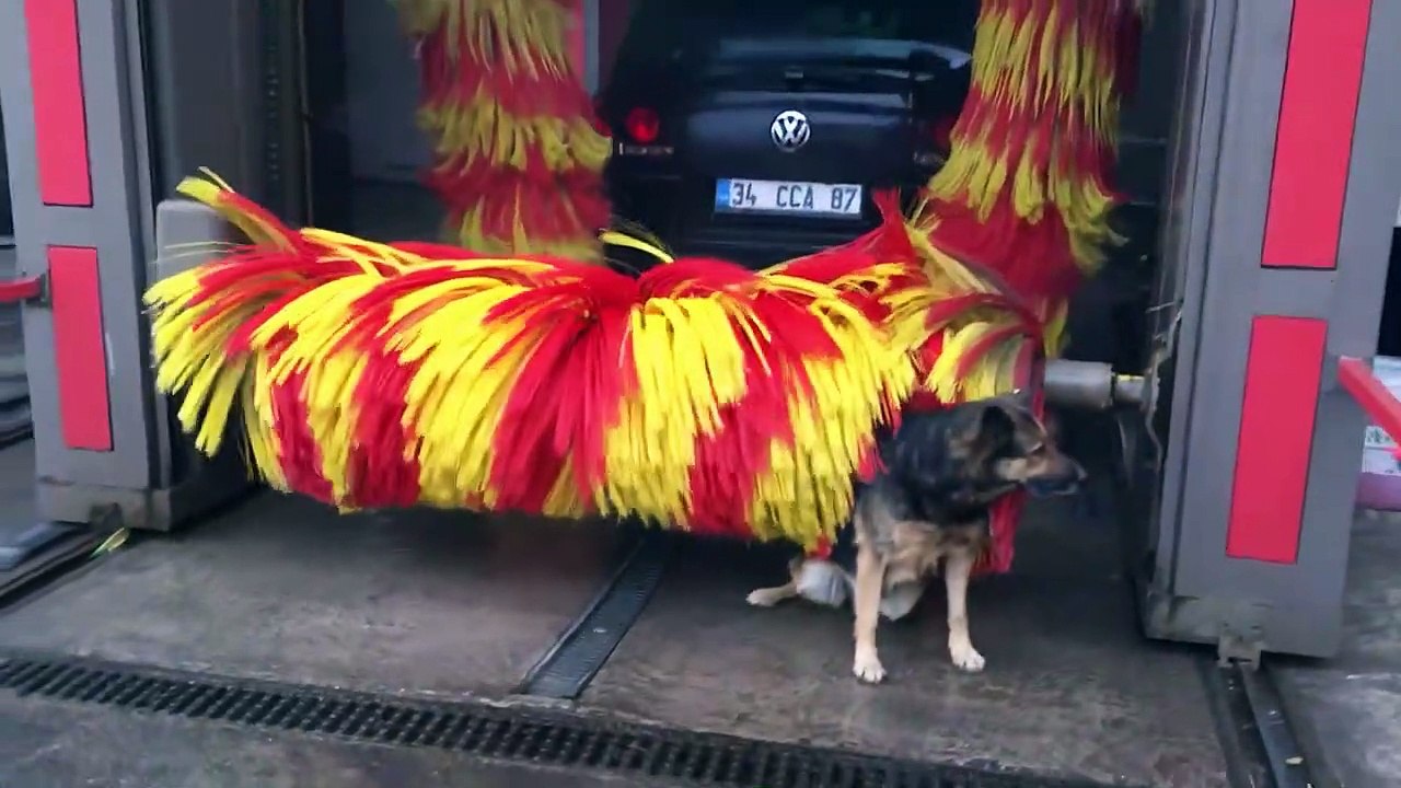 Ozzy Man Reviews Animals Relaxing 3 video Dailymotion