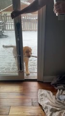 Le chiot golden retriever a du mal à entrer avec un nouveau bâton - Buzz Buddy