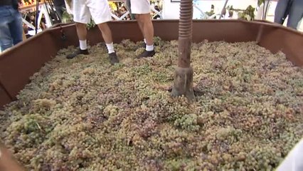 Jerez celebra desde hoy la fiesta de la Vendimia