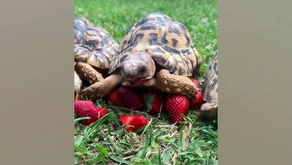 Ozzy Man Reviews Hungry Animals