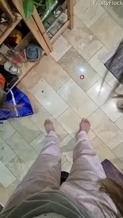 Conure à joues vertes grimpe les cheveux comme un espion - Buzz Buddy