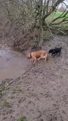 Lorsque vous avez besoin d'obtenir le bâton de l'eau - Buzz Buddy