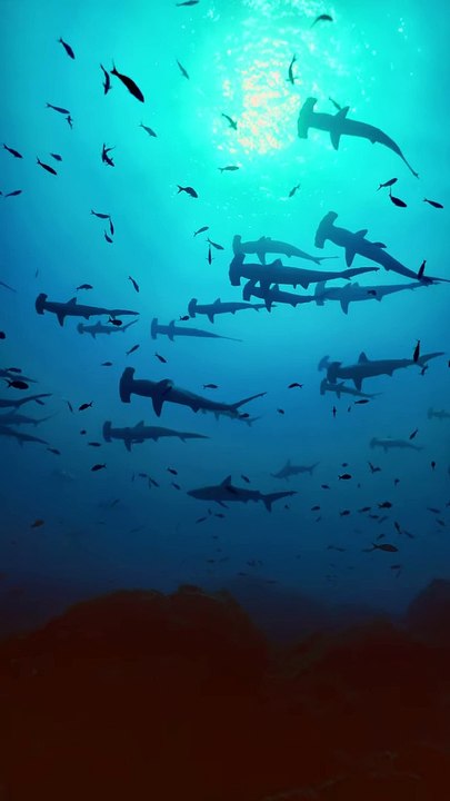 Banc de requins marteaux - Buzz Buddy