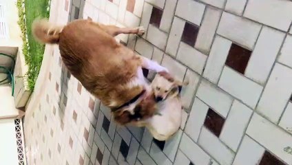 Un enfant dans une petite voiture ne veut pas que les chiens combattent - Buzz Buddy