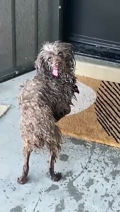 Conséquences de nikey le vieux chien mignon tombant dans la piscine - Buzz Buddy