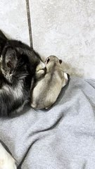 Maman chien se blottit avec son chiot - Buzz Buddy