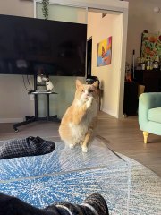 Comment mon chat Walter demande des friandises - Buzz Buddy