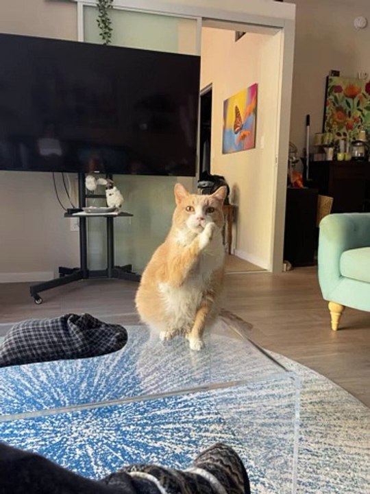 Comment mon chat Walter demande des friandises - Buzz Buddy