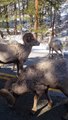 Blocage routier des moutons à grandes cornes dans le montana - Buzz Buddy