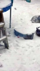 Husky ne veut pas entrer à l'intérieur de la tempête de neige - Buzz Buddy