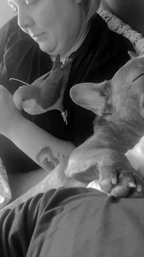 Le perroquet harcèle le chiot - Buzz Buddy