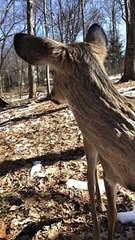 Le cerf de sauvetage rend visite à sa mère adoptive - Buzz Buddy