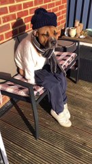 Adorable chien habillé sur un banc - Buzz Buddy