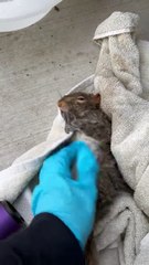 Un couple sauve un écureuil de la noyade - Buzz Buddy