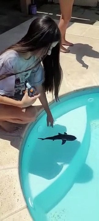 Les chiens réagissent au requin rc - Buzz Buddy