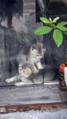 Adorable chaton massage - Buzz Buddy