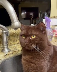 Un chat stoïque veut juste regarder tomber des gouttelettes d'eau - Buzz Buddy