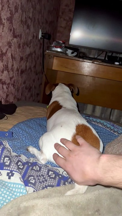 Ne dérangez pas le chien - Buzz Buddy
