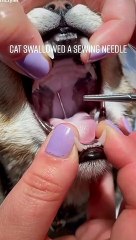 cat swallowed a sewing needle