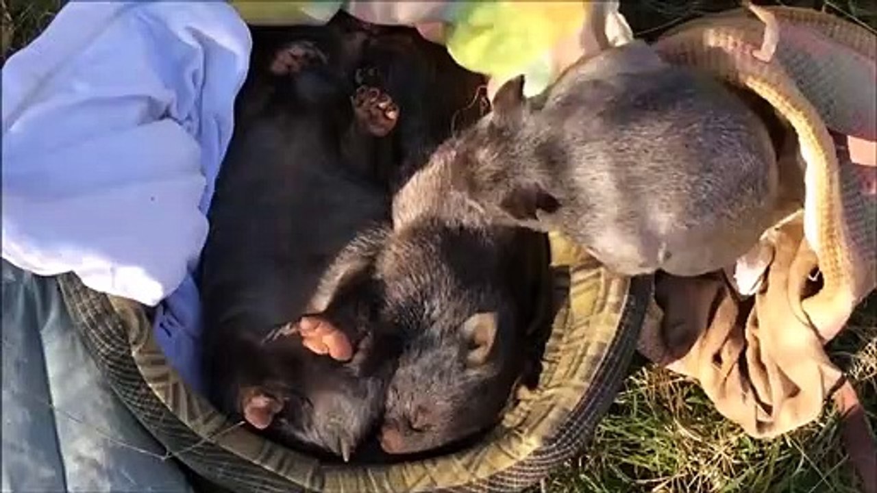 Ozzy Man Reviews Wombats