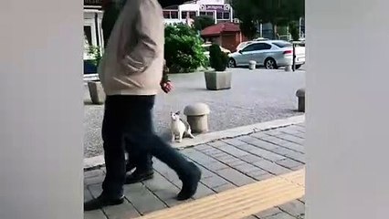 Ozzy Man Reviews Lovesick Cat