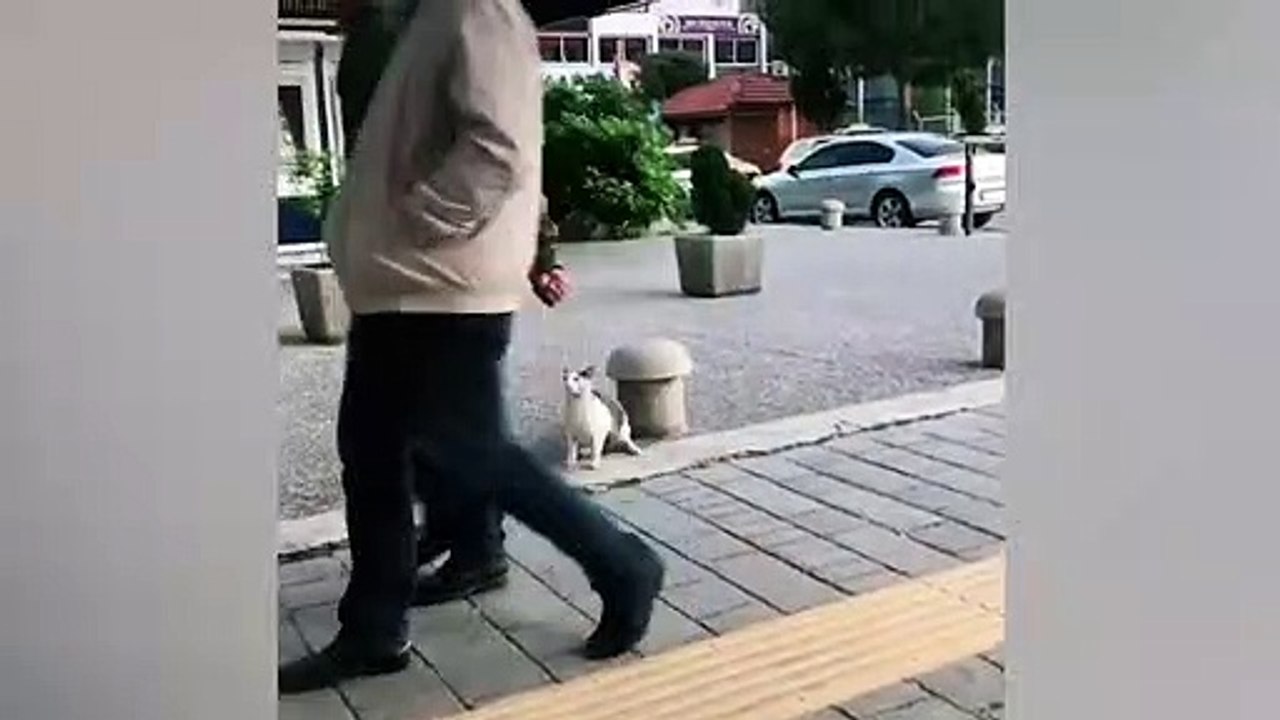 Ozzy Man Reviews Lovesick Cat