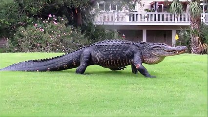 Ozzy Man Reviews Floridian Alligators