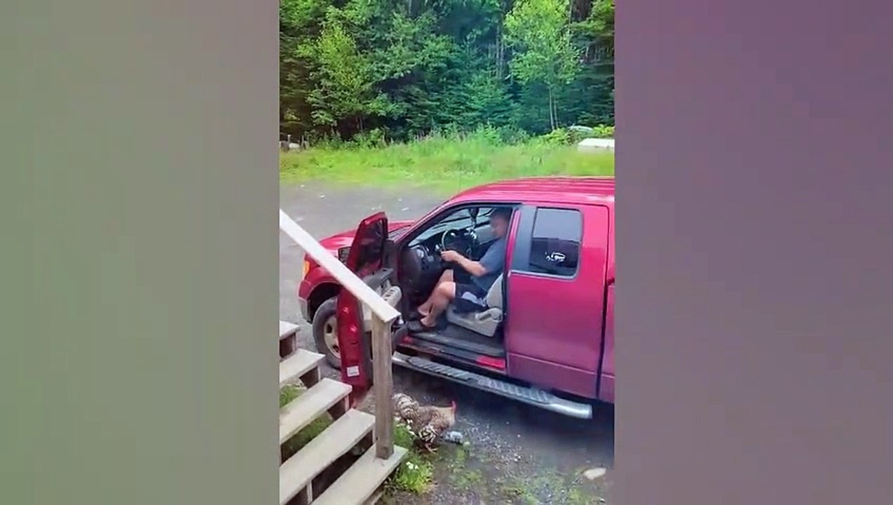 Ozzy Man Reviews Bloke vs Rooster video Dailymotion