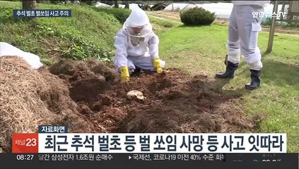 추석 앞두고 '벌 쏘임' 사고 주의…"신속히 대피해야"