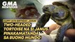 Two-headed tortoise na si Janus, pinakamatanda sa buong mundo | GMA News Feed