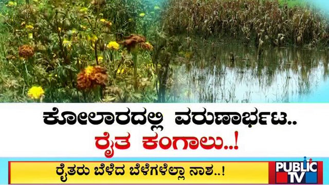Crops Destroyed Due To Heavy Rain In Haveri & Kolar | Public TV
