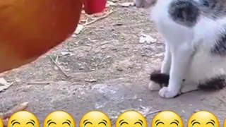 Funy Cat and Rooster compliation video
