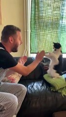 Dennis the Menace the Cat Plays Patty-Cake with Friend