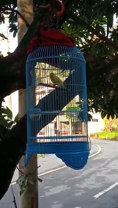 lovebird ngekek