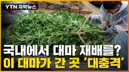 [자막뉴스] 29억 원 어치 대마가 한국에서? 이 대마가 간 곳 '대충격' / YTN
