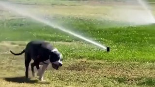Try not to laugh animals - Funniest Cats And Dogs Videos